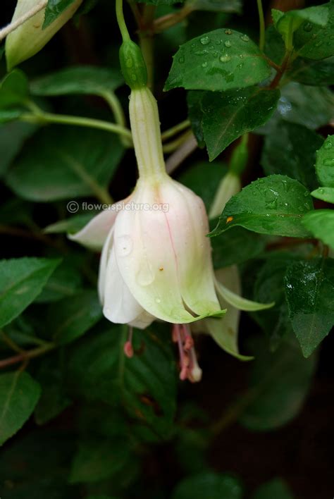 Fuchsia mrs popple | Fuchsia hybrida