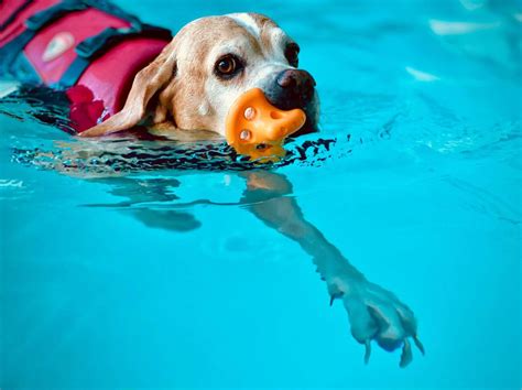 Caring for Your Ageing Dog: A Complete Guide to Their Golden Years ...