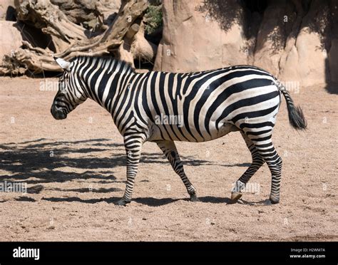 Image result for Zebra Side View