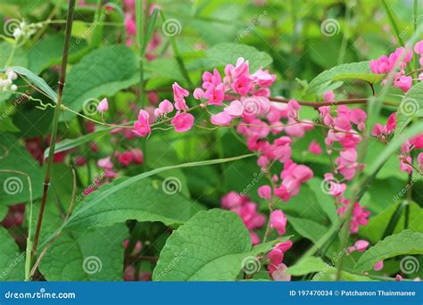 Pink Bush is a Flowering Plant of the Family Polygonaceae, Stock Photo ...