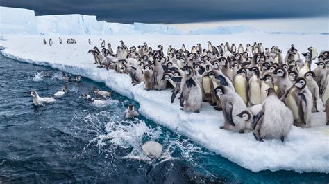 'Secrets of the Penguins' will take penguin…