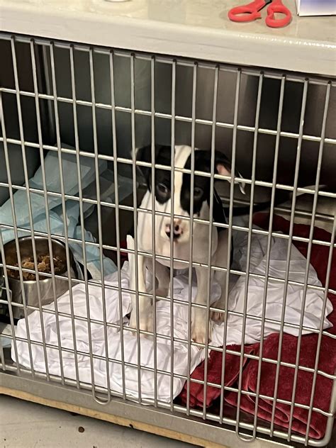 Canyon Lake Animal Shelter's New Vice President Resigns, Fate of 'New ...