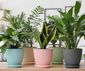 MGKENTERPRISE Round Flower Pots with tray for Home & Decoration ...