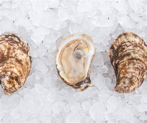 OYSTERS | FREE SHIPPING | NEXT DAY DELIVERY - Island Creek Oysters ...