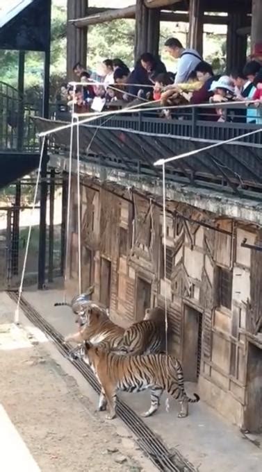 野生动物园惊现“钓老虎”项目，官方回应 - 新闻头条