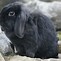 Image result for Crochet Faux Fur Bunny Pattern