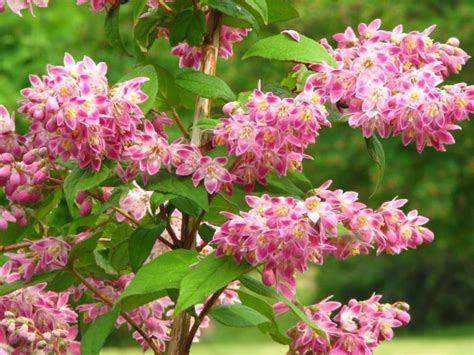Deutzia × hybrida 'Magicien' - Magicien deutzia | The Dawes Arboretum