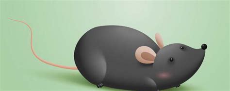 【子鼠】老鼠何能当老大？ | 中国国家地理网