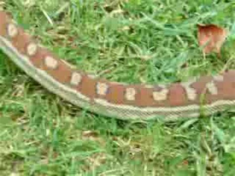 Image result for Centralian Python