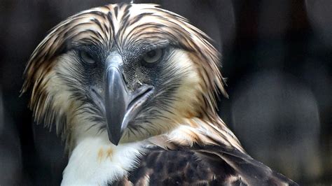 ऑस्ट्रेलिया में मिला Lord of The Rings गरुड़, इसके पंखों का फैलाव 10 ...