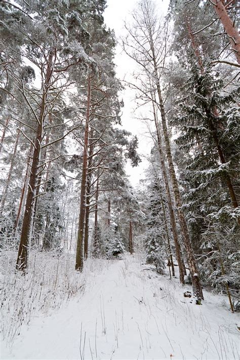 芬兰 的图像结果