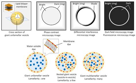 Identifying and Manipulating Giant Vesicles: Review of Recent Approaches