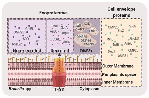 Proteomics of Brucella
