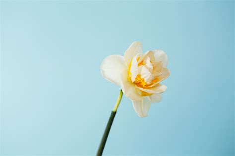 March Birth Flowers Meaning: Daffodil | Floom