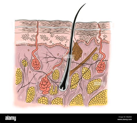 Reticular Layer