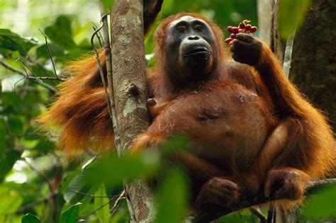Sumatran Orangutan Food Web