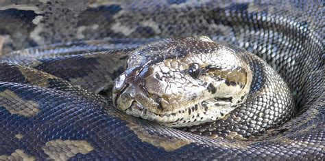 Image result for South African Python Snake