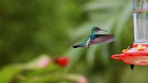 Image result for Hummingbird Tracking Map