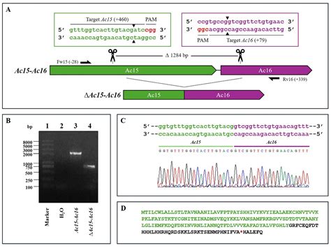 CRISPR/Cas9-Driven Engineering of AcMNPV Using Dual gRNA for Optimized ...