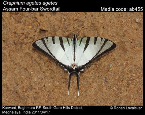 Graphium agetes (Westwood, 1843) - Four-bar Swordtail | Butterfly