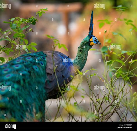 Green peafowl Pavo muticus also known as Java peafowl Stock Photo - Alamy