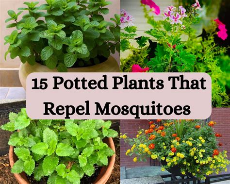 Mosquito Repellent Plants for Pots: Top Picks for a Bite-Free Balcony