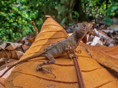 Small Dragon-Like Lizard Species Discovered in India