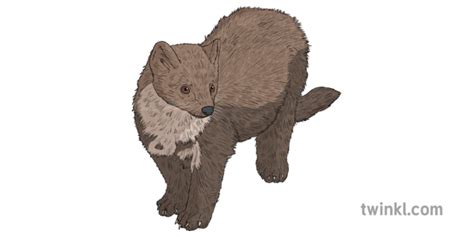 Pine Marten - Habitat, Facts, Diet & Teaching Resources