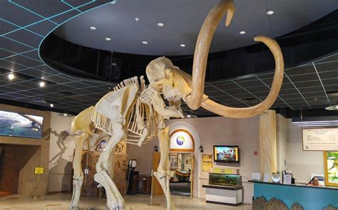 ARIZONA MUSEUM OF NATURAL HISTORY (2025) All You Need to Know BEFORE ...