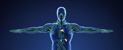 Image result for Lymphatic System Flow