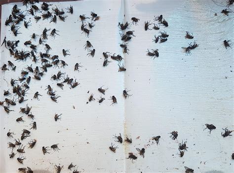 Mejor Fly Trap Sticker Paper for Home Flies - 20 nos : Amazon.in ...