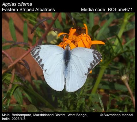 Appias olferna | Butterfly