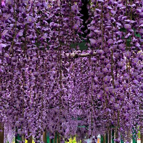 Wisteria Flower Amazon at Henry Patterson blog