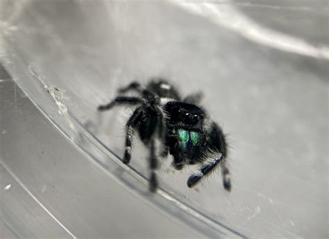 Nine Interesting Facts About Jumping Spiders You Didn’t Know | Spiders Web HQ