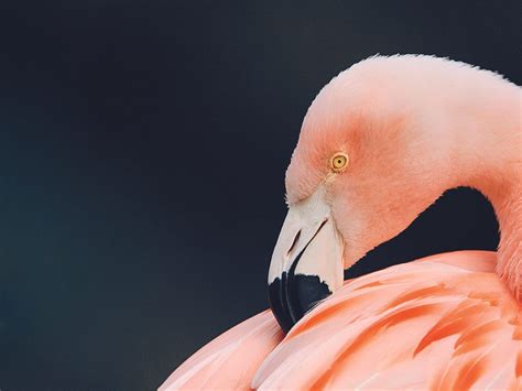 Flamingo 的图像结果