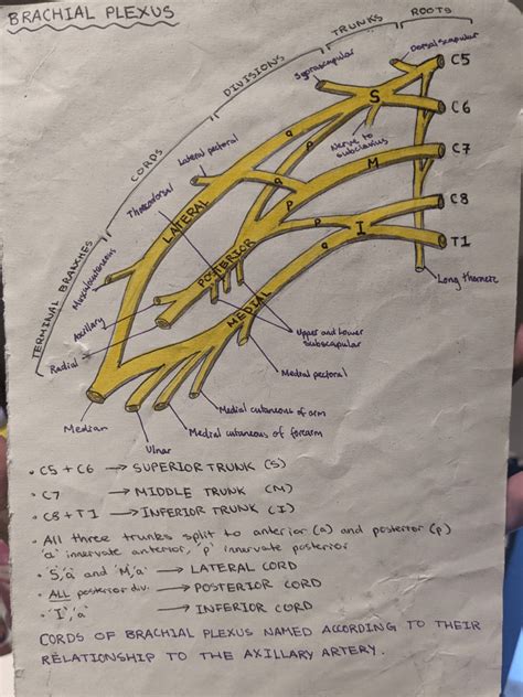 Brachial Plexus Drawing Brachial Plexus Stock Illustrations – 102