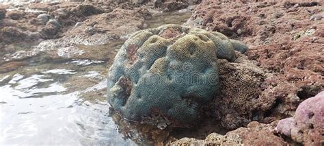 Image result for Alien Reefs