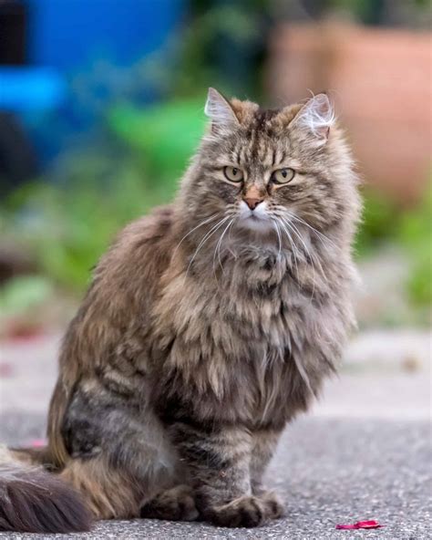 Long Hair Tortoiseshell Cat: Facts, Pictures, Genetics & FAQs