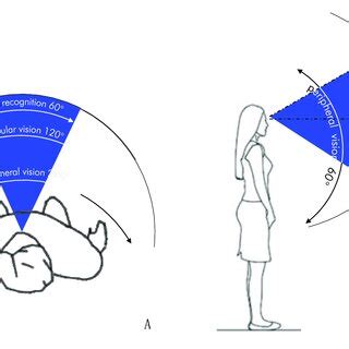 Image result for Human Vision Field of View