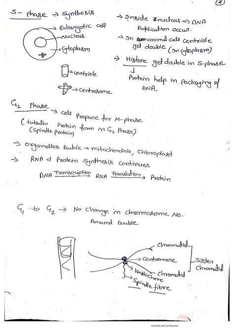 Cell Cycle and Division Notes 的图像结果
