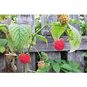 NORME Herb Seeds For Planting - Alpine Raspberry Kitchen Garden Pack ...