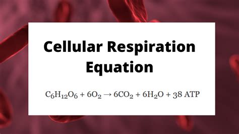 Cellular Respiration Equations