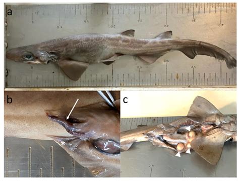 Basic Intersexuality (Abnormal Hermaphroditism) in the Blackmouth ...