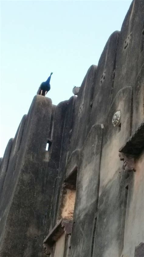 THE BEST Ranthambore National Park Exotic Resorts 2025 (with Prices)