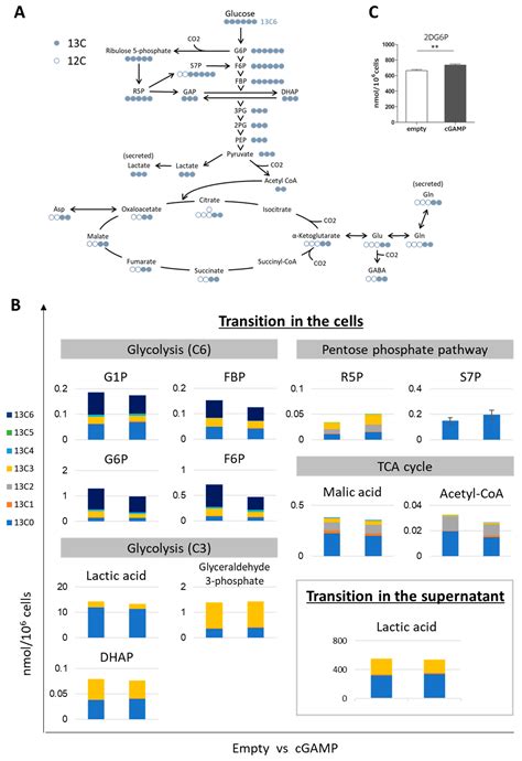 Effects on Metabolism in Astrocytes Caused by cGAMP, Which Imitates the ...