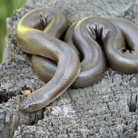 Central Oregon Snakes - Think Wild - Wildlife Hospital and Conservation ...