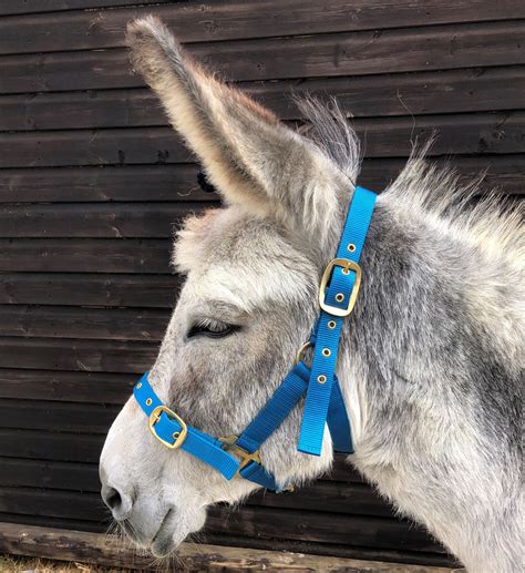 Dinky Smart Donkey Headcollar