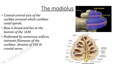 Anatomy of inner ear dr. faisal rahman | PPTX