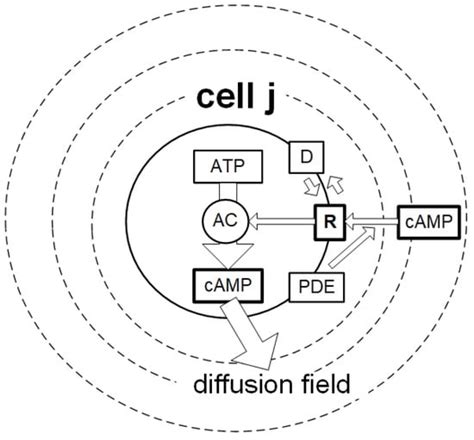 Receptors | An Open Access Journal from MDPI