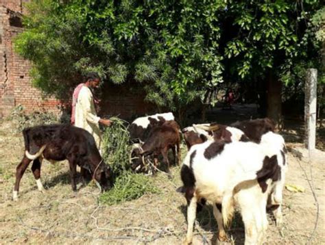 Stray Animals: Man shelters stray cows and buffaloes | Lucknow News ...